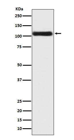 Rabbit monoclonal antibody