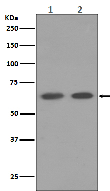 Rabbit monoclonal antibody