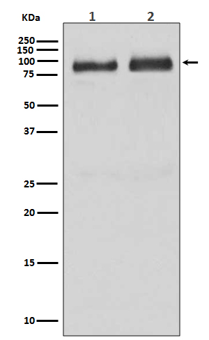 Rabbit monoclonal antibody