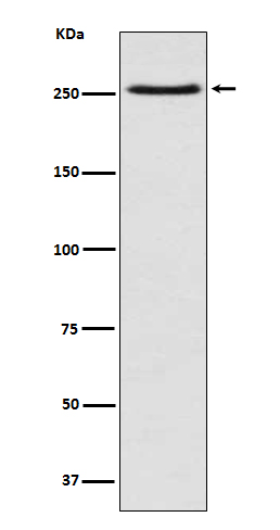 Rabbit monoclonal antibody
