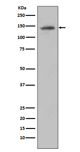 Rabbit monoclonal antibody