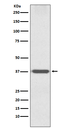 Rabbit monoclonal antibody