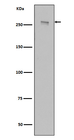 Rabbit monoclonal antibody
