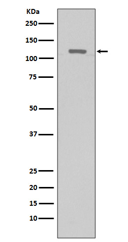 Rabbit monoclonal antibody