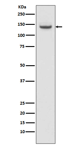 Rabbit monoclonal antibody
