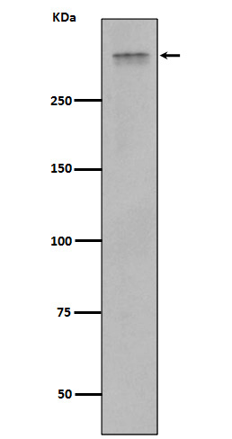 Rabbit monoclonal antibody