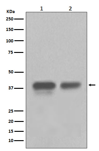 Rabbit monoclonal antibody
