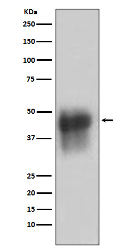 Rabbit monoclonal antibody