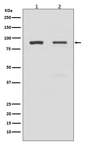 Rabbit monoclonal antibody