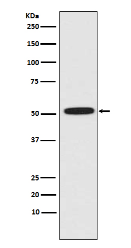Rabbit monoclonal antibody