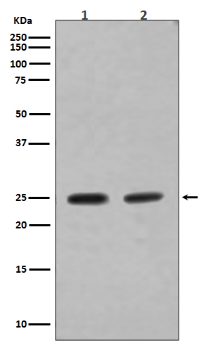 Rabbit monoclonal antibody