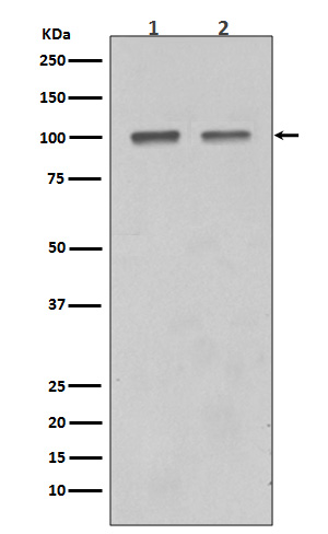 Rabbit monoclonal antibody