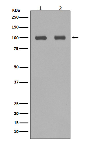 Rabbit monoclonal antibody