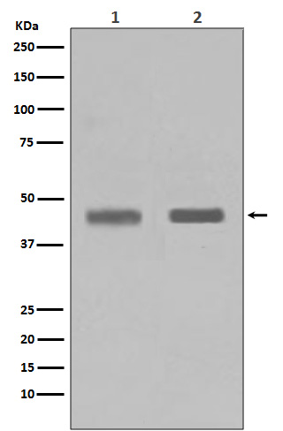 Rabbit monoclonal antibody