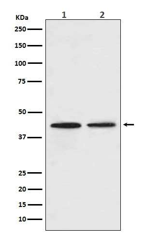 Rabbit monoclonal antibody