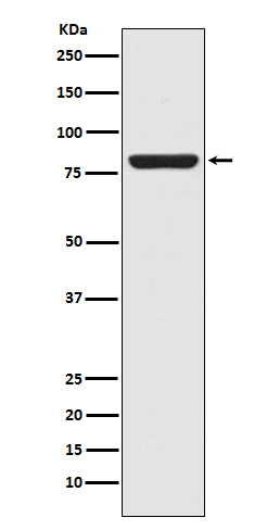 Rabbit monoclonal antibody