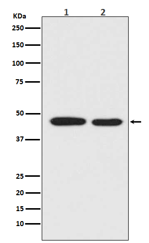 Rabbit monoclonal antibody