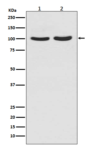 Rabbit monoclonal antibody
