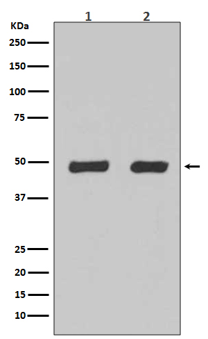 Rabbit monoclonal antibody