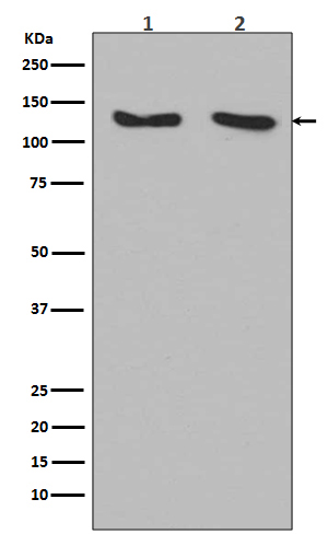 Rabbit monoclonal antibody