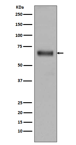 Rabbit monoclonal antibody