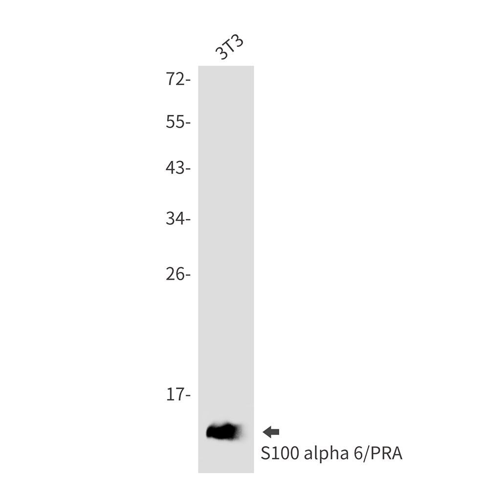 Rabbit monoclonal antibody