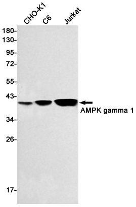 Rabbit monoclonal antibody