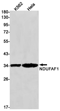 Rabbit monoclonal antibody