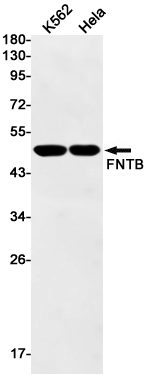 Rabbit monoclonal antibody