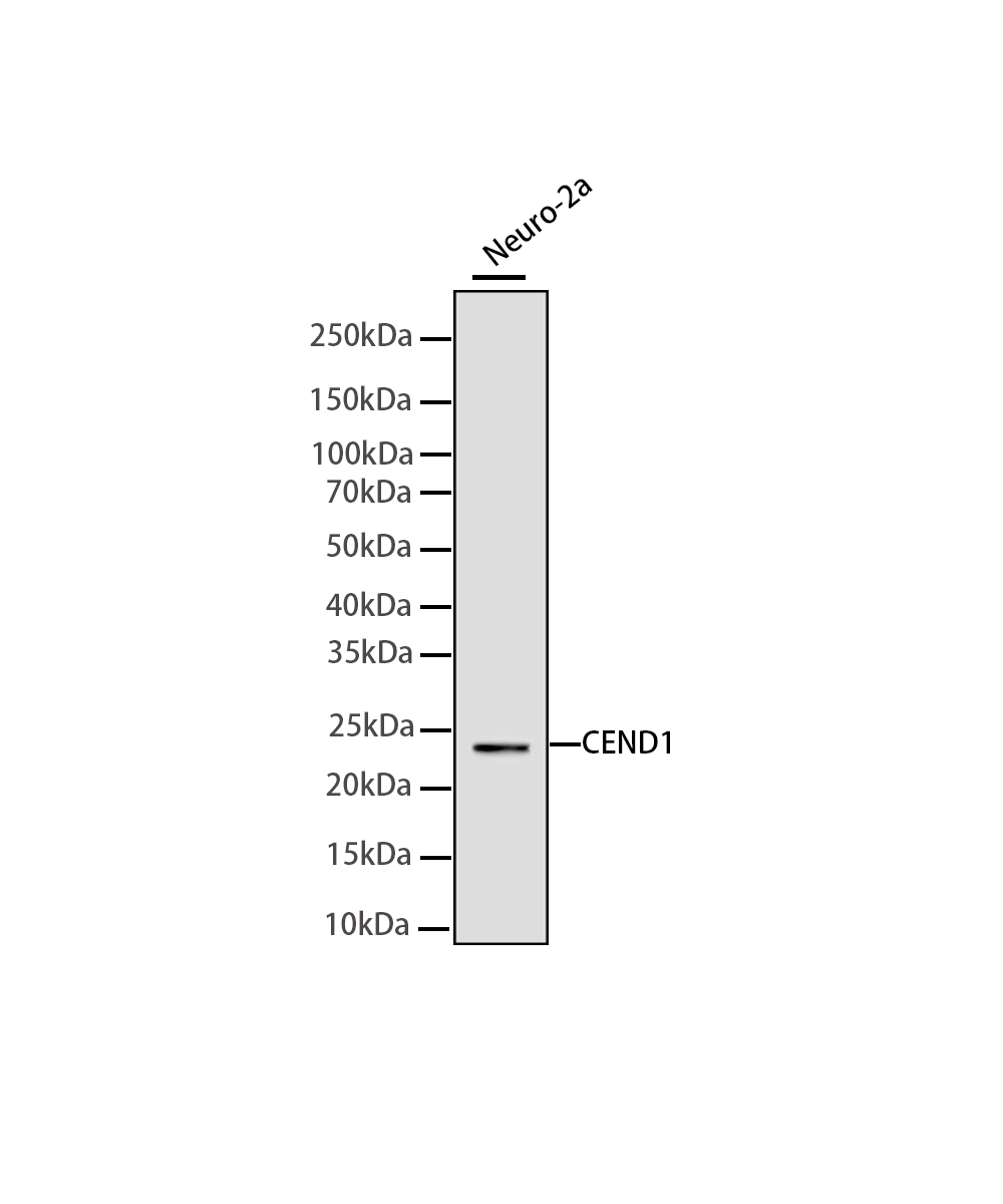 Rabbit monoclonal antibody