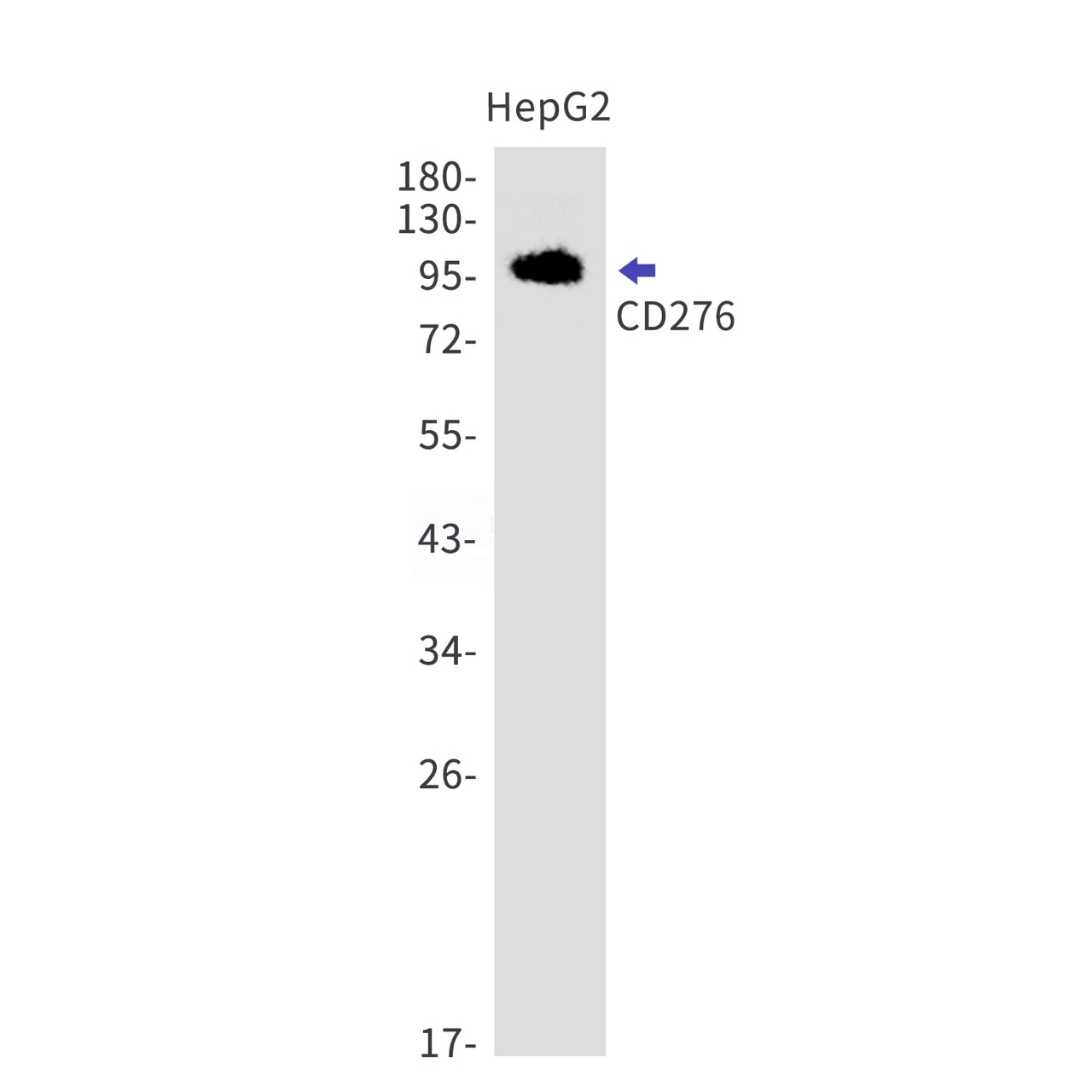 Rabbit monoclonal antibody