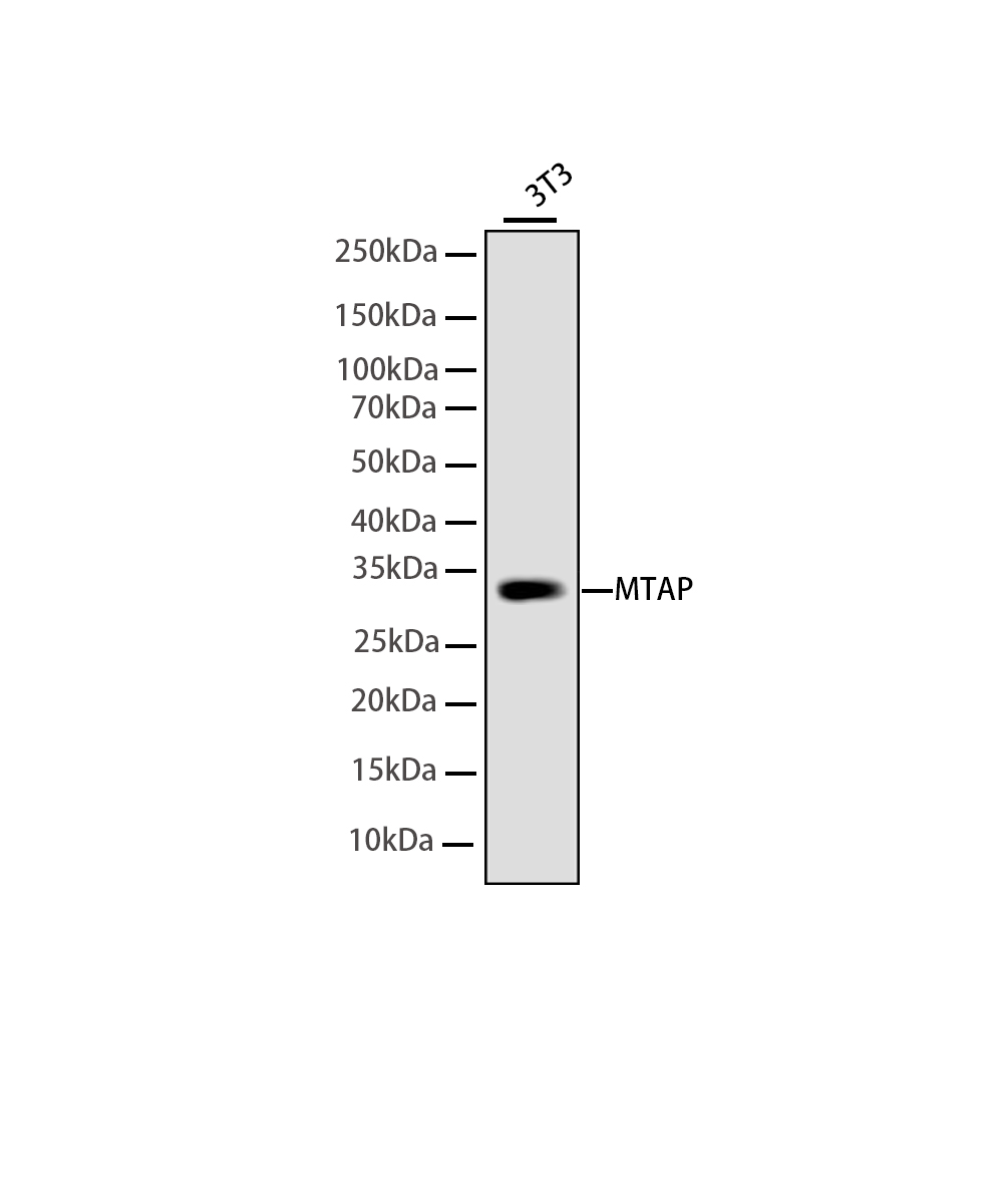 Rabbit monoclonal antibody