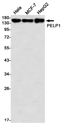 Rabbit monoclonal antibody