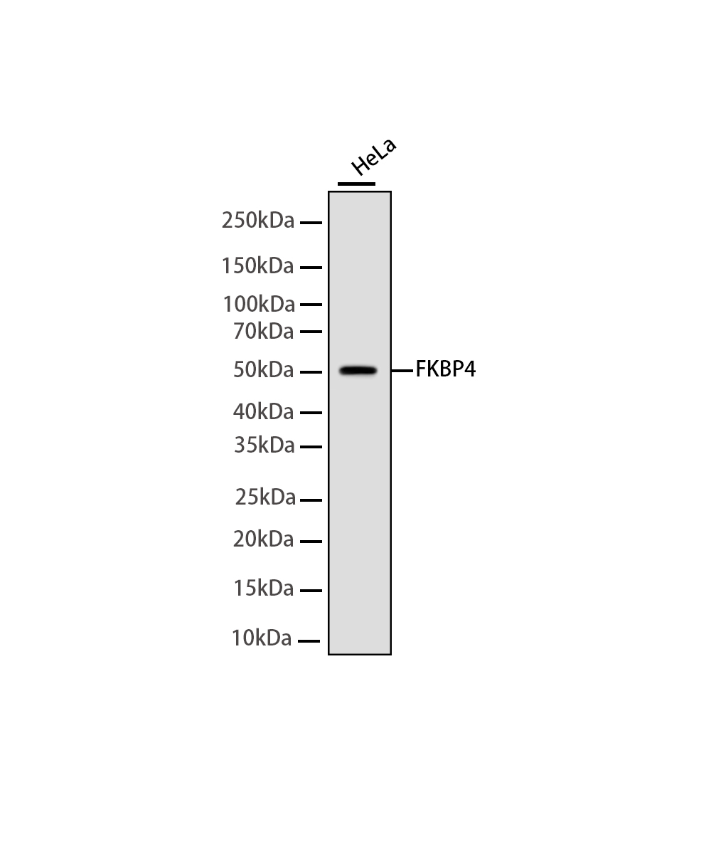 Rabbit monoclonal antibody