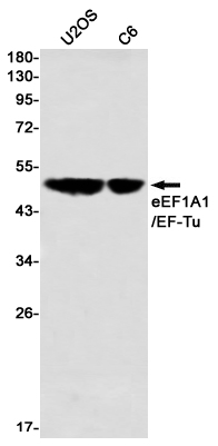 Rabbit monoclonal antibody
