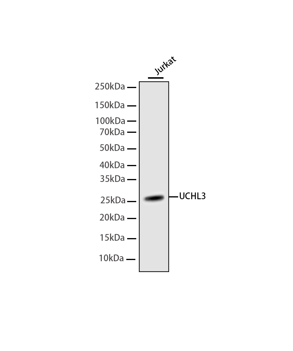 UCHL3 Rabbit mAb