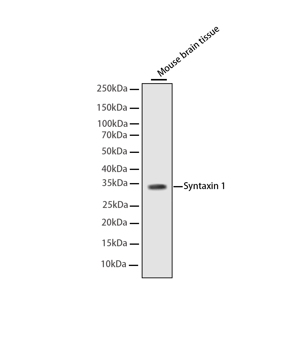 Rabbit monoclonal antibody