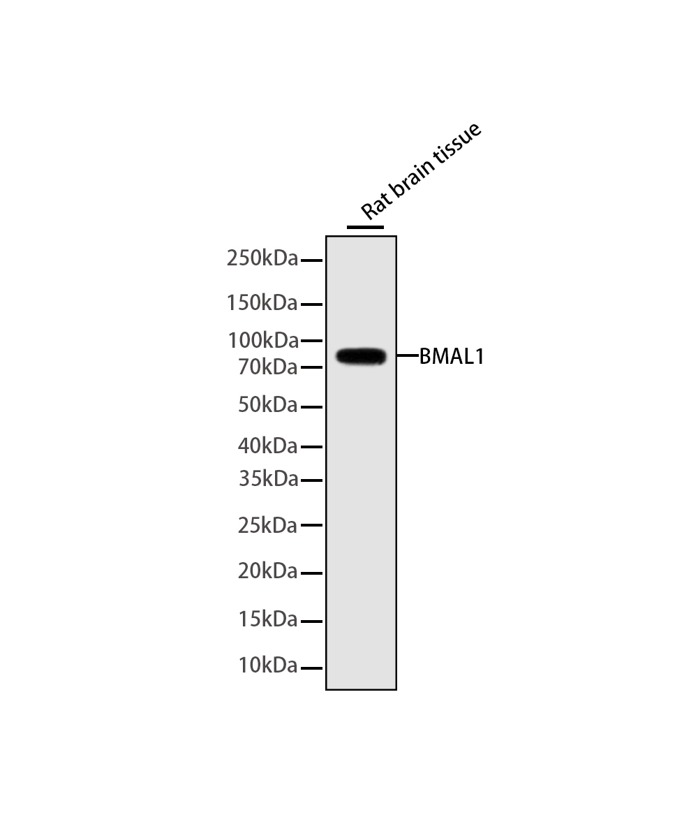 Rabbit monoclonal antibody