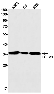 Rabbit monoclonal antibody
