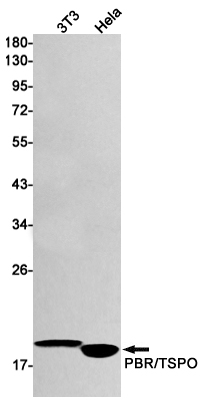 Rabbit monoclonal antibody