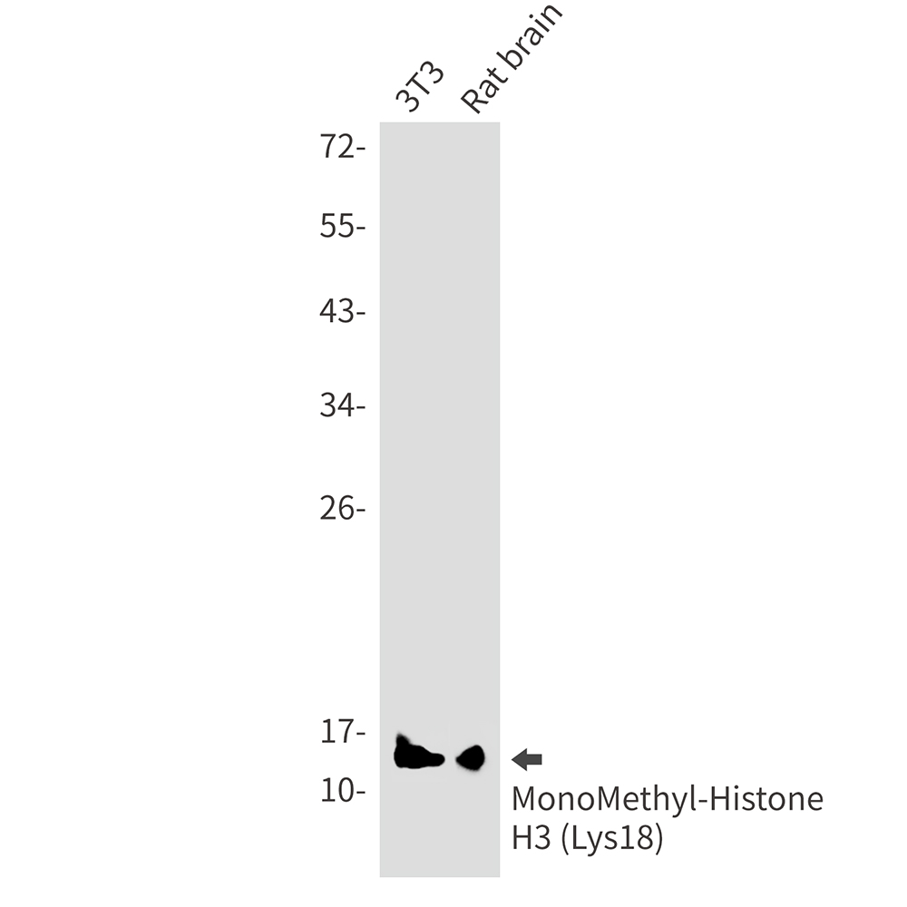 Rabbit monoclonal antibody