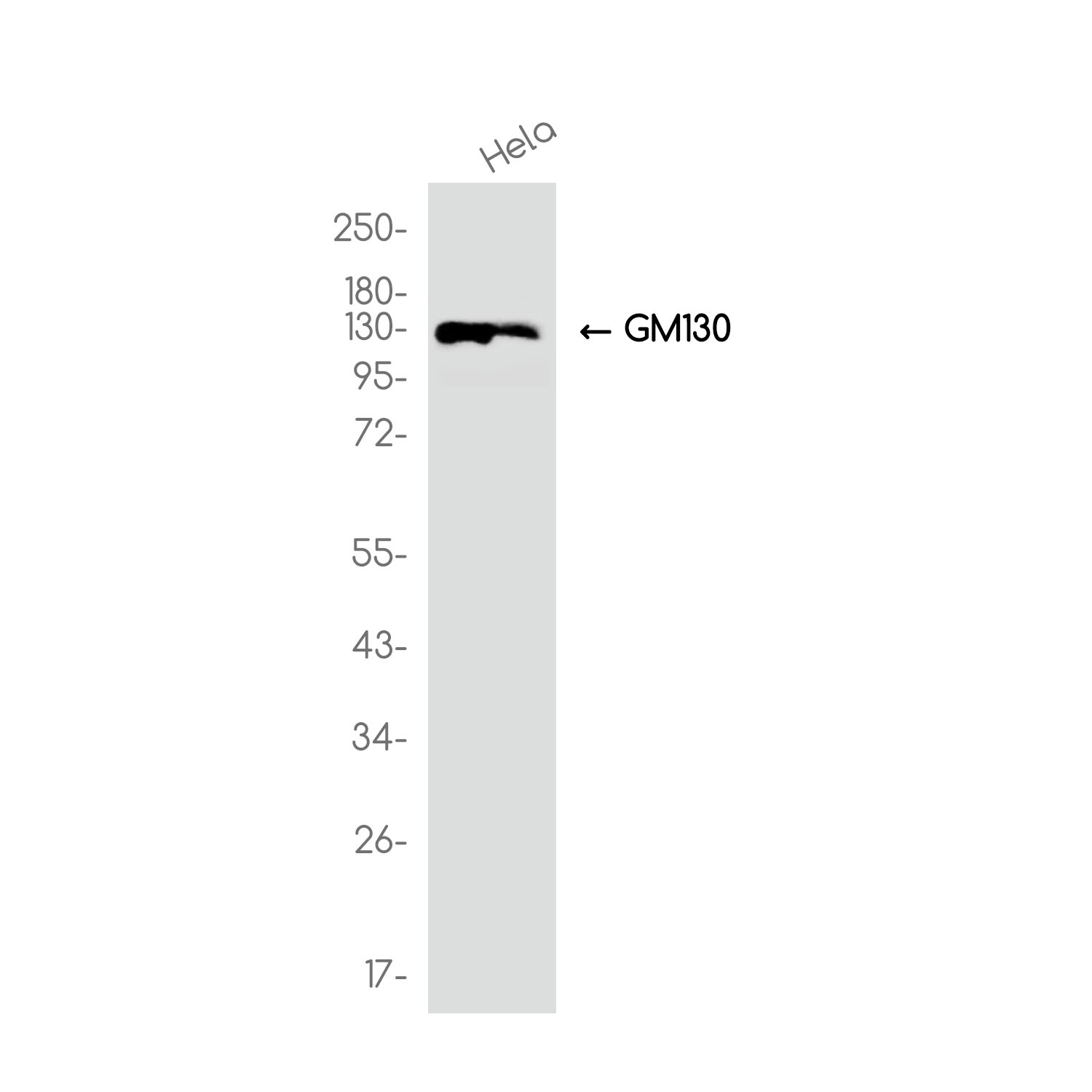 Rabbit monoclonal antibody