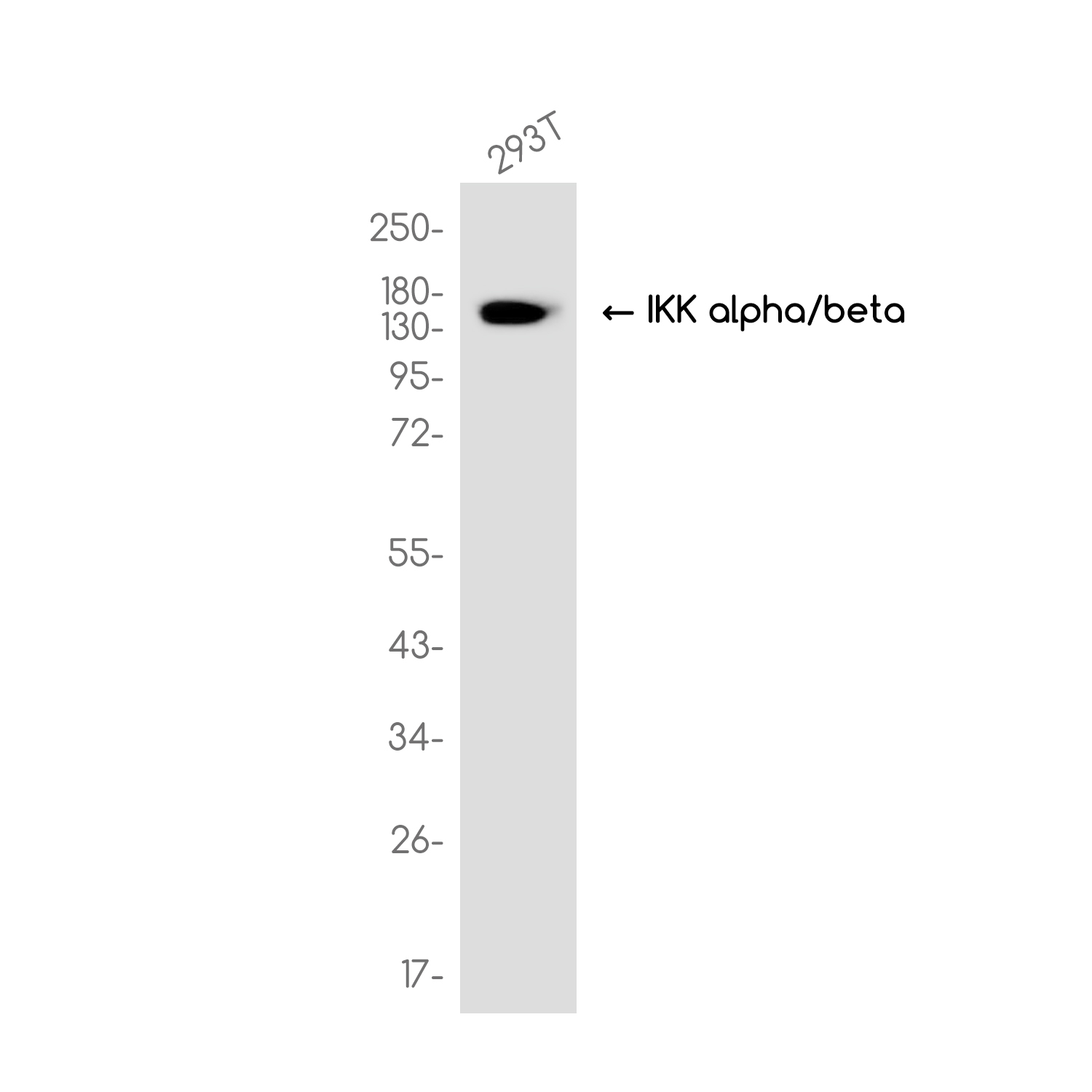 Rabbit monoclonal antibody