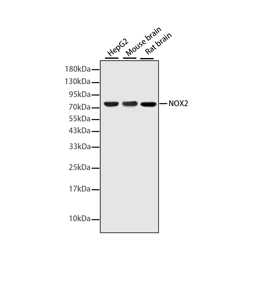 Rabbit monoclonal antibody