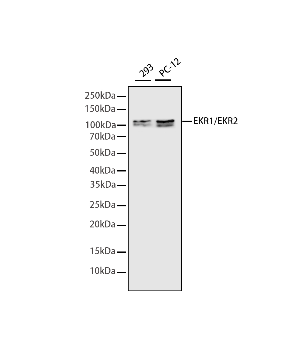 Rabbit monoclonal antibody