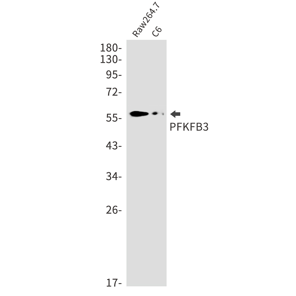 Rabbit monoclonal antibody