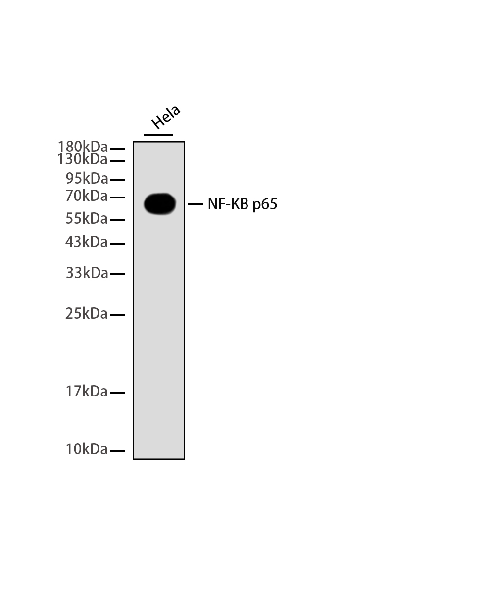 Rabbit monoclonal antibody