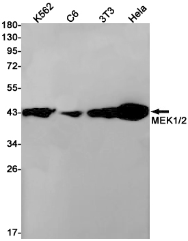 Rabbit monoclonal antibody