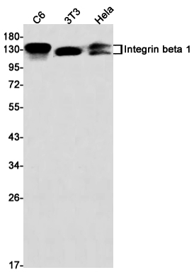 Rabbit monoclonal antibody