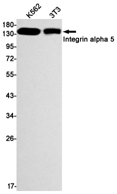 Rabbit monoclonal antibody